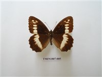 藏品(蛇目蝶科)的圖片